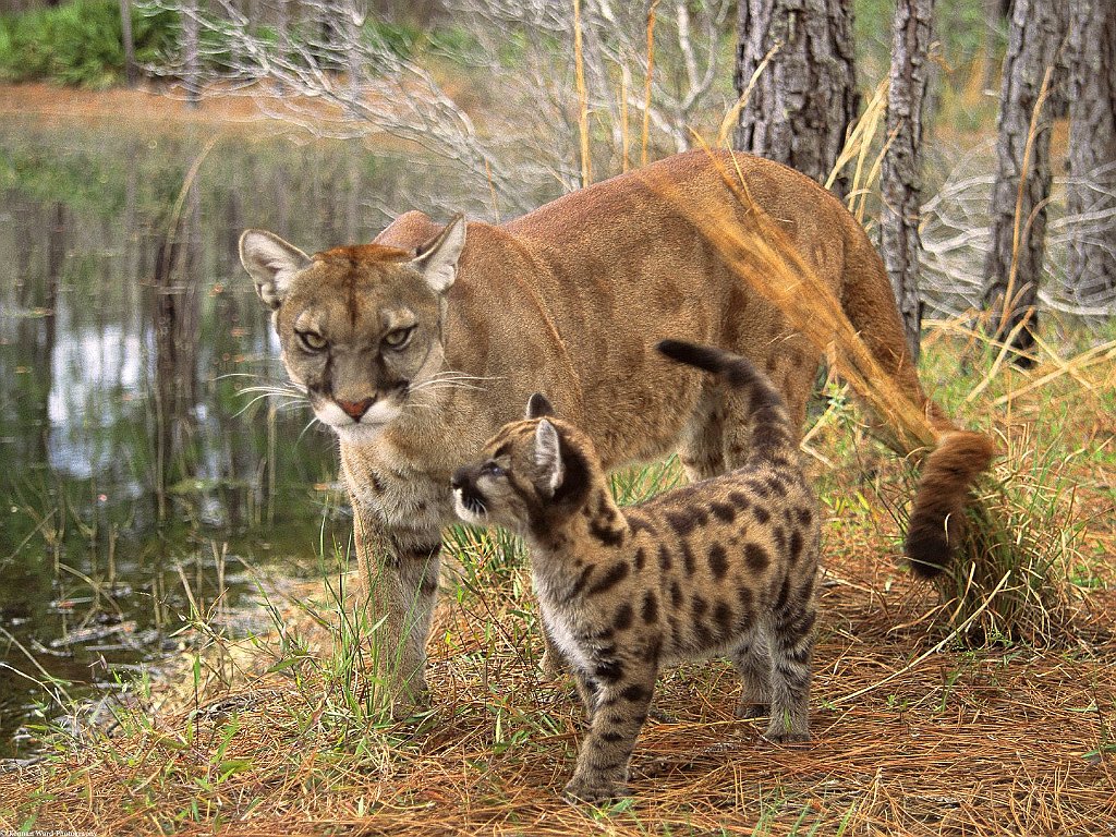 Watchful Eyes, Florida Panther, Florida